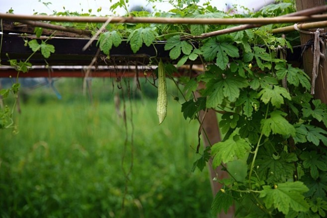 菜园子旁有个自然形成的小水塘，没有下雨的...