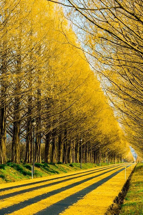 银杏树道，日本