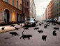 黑猫入侵，奥斯陆，挪威