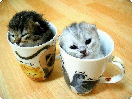 猫咪图片：可爱的茶杯猫