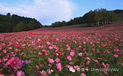 夜梦城采集到芳草地