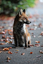 “ Young Urban Fox by (Disorganised Photographer)
”