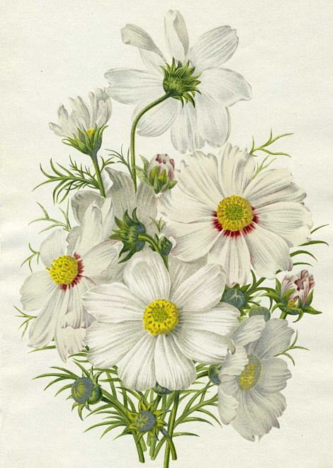 White cosmos:    htt...