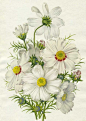 White cosmos:    http://www.lilac-n-lavender.blogspot.com/2012/01/springtime-gift-tags.html: