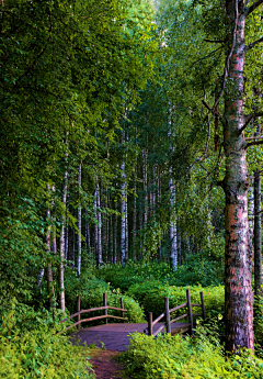 我们曾是潮水采集到forest