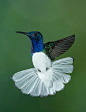 White-necked Jacobin