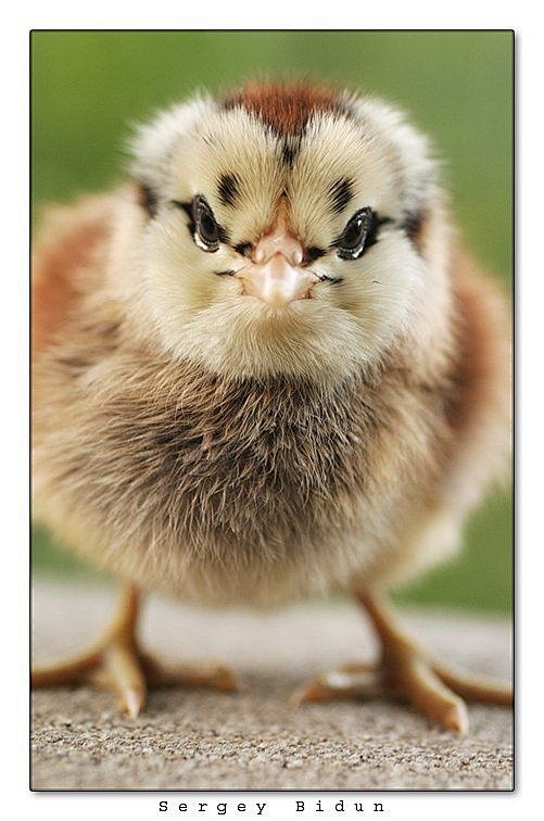 Baby Chick