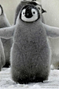 #萌宠# 小企鹅超萌的。呀·~·