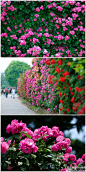藤本月季Rosahybrida ClimbingRoses为蔷薇科蔷薇属蔓生性植株，长势强，在上海地区初夏时节花的数量和质量最好。