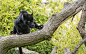 Black-Panther.jpg (1680×1050)