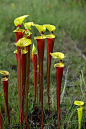 libutron:

Yellow Pitcher Plants
A small group of Sarracenia flava rubricorpora (Sarraceniaceae).
The species produces pitchers only in the spring and phyllodia (pitcherless leaves) in late summer. The flowers are bright yellow, quite large, and tend to h