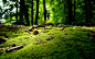 forests green moss trees wallpaper (#1401749) / Wallbase.cc
