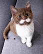 “Gringo” 一岁大的英国短毛猫，拥有精致绅士胡须。（IG：gringomoustachecat） ​​​​