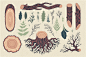 森系手绘木纹年龄木桩树枝叶子蘑菇羽毛PNG免抠PS素材  (4)