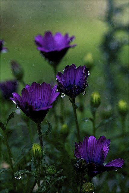 雨亲吻鲜花