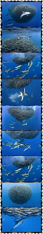 这组照片是英国野生动物摄影师 Christopher Swann拍摄。他潜伏在这场生死之斗的鱼群之间，拍摄下了大西洋亚速尔群岛海域的海豚和鲨鱼攻击马鲛鱼群的这一幕惊险画面。