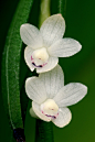 斜卧石斛兰花
Dendrobium Decumbens Orchids