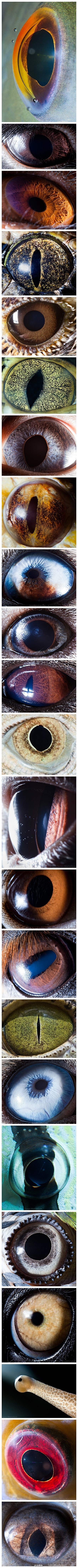 动物的眼睛
