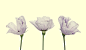 Miss Lisianthus and friends : ---