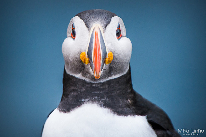 Photograph Puffin po...