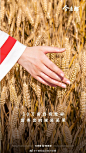 第六届中国优质麦产业发展论坛举办