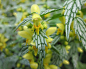 Yellow flowers among silver and green leaves 2 - Lamium galeobdolon - Lamiaceae