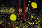 #日本萤火虫圣地#下图是日本十大萤火虫圣地真实拍摄的照片，原来不是童话里的萤火虫，也可以美得如此惊心动魄！好想去~~
