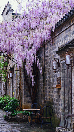 ~小迷糊~采集到唯美摄影 绰约花之精灵