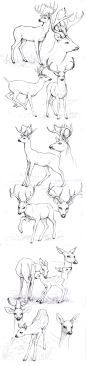 sketches_deers by Anisis on deviantART