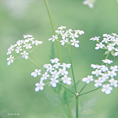 水中石采集到花花世界