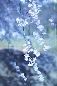 凛月采集到花语浅吟