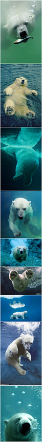 这么热的夏天，好想跟北极熊去游泳
