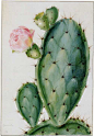 “开花植物的图画对于Mar子（sic）的Mar子”通过Georg Dionys Ehret（1708-1770）包括这幅水彩在vellum，显示仙人掌或仙人球： 