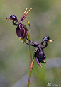 植物/花卉 澳洲的飞鸭兰，看着它，充满了好奇。。感…