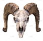头骨,公羊,分离着色,生物学,怪异,背景分离,野生动物,惊骇,死的,雄性动物