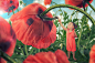 The poppy dress by John Wilhelm is a photoholic on 500px