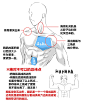 文章-【男性肌肉的绘制及参考】 | 半次元-ACG同好社群