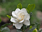 Roses, Gardenias and other flowers by Darrell Tenpenny on 500px