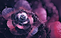 General 2560x1600 fractal fractal flowers abstract petals bokeh digital art