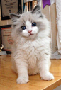 Looks just like Gimlet did when he was a baby...He was a Ragdoll....Wonder if he's still alive....