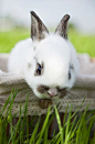 Sweet Bunny | Cutest Paw