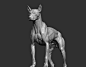 canine study, steve lord : canine study, I go over animal anatomy in my new class at
 https://www.uartsy.com/#1