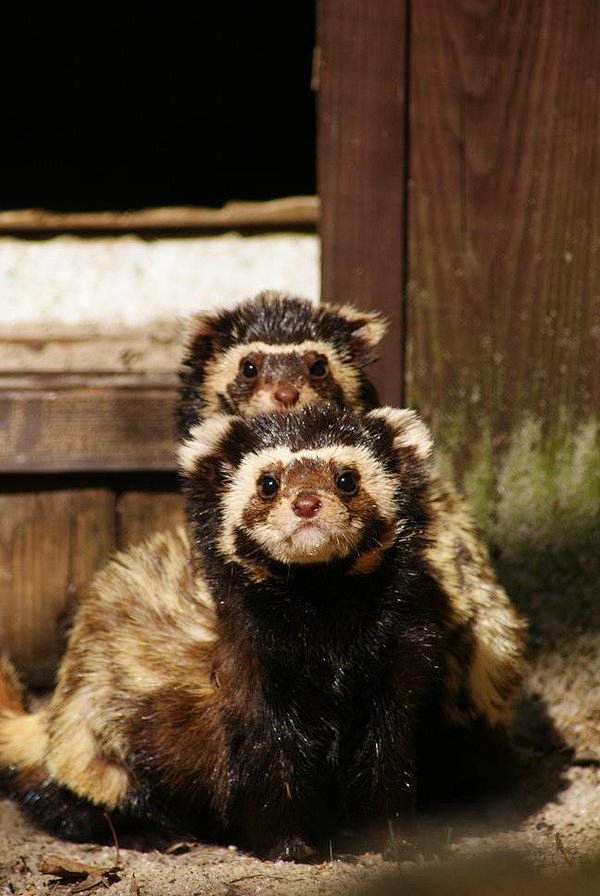 Marbled Polecats by ...