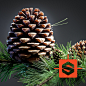 Pine Branch - Substance Designer, Jan Trubac : Following the last project...
I tried to push Substance even further by adding some environmental elements...
Fully procedural materials made 100% in Substance Designer.

-rendered in Corona