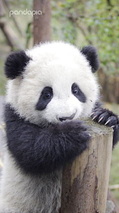 eryu采集到动物 熊猫