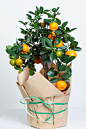 Decorative mandarin tree. Cowano, salamondin, margarita, Nagami, fukushu. Kalamandin in a gift... by Vadim Sarakhan on 500px