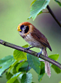 点胸鸦雀：鸟纲，国家三级保护动物