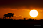 Photograph A Hot Kalahari Sunset by Mario Moreno on 500px