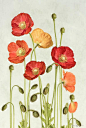 摄影 旅行风景 色彩 植物花卉 微距 500px / Poppies by Mandy Disher