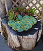 Succulents, Echeveria x imbricata - this might look good in the old stump I can't seem to get rid of.